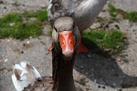 Gans