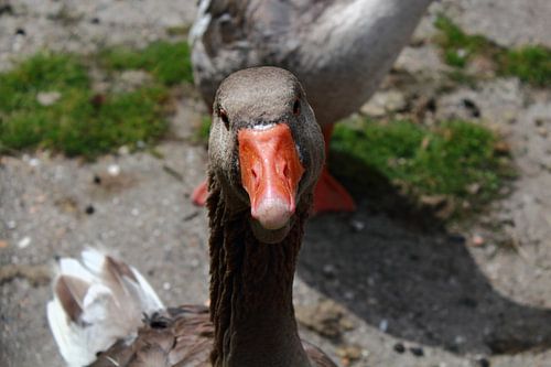 Gans von Stefanie van der Meer