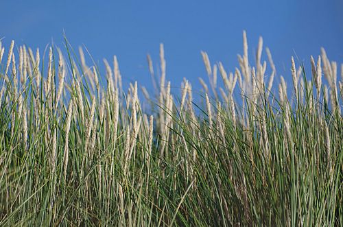 Over the dream we sail the ship