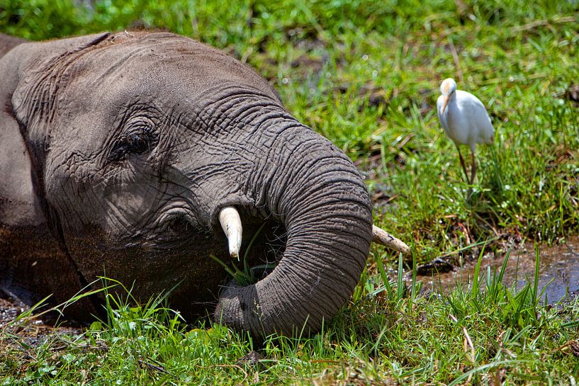 Elephant Swamp by Peter Michel