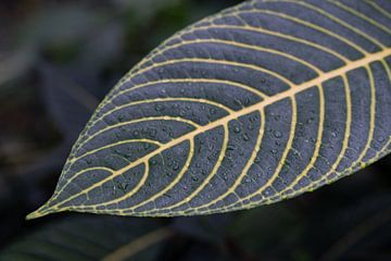 Groen blad in het regenwoud van Ulrike Leone
