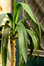 Grüne Yucca-Pflanze vor einer grünen Tür | Foto aufgenommen in Porto von Karijn | Fine art Natuur en Reis Fotografie Miniaturansicht