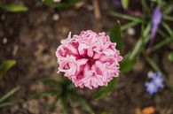 Roze bloem in het voorjaar! van Joost Prins Photograhy thumbnail