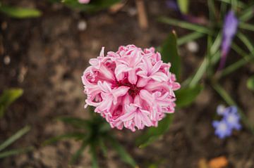 Roze bloem in het voorjaar! van Joost Prins Photograhy