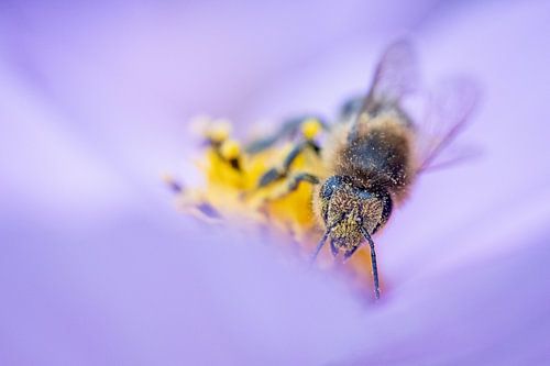 Bij in de cosmea