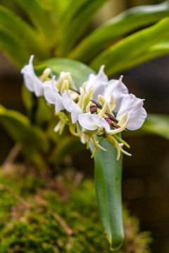 Orchidee 8 van John van Weenen