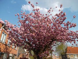 Pink Blossom tree Cherry tree by BEAM van de Kamp
