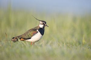 Lapwing in the early morning light
