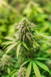 cannabis by Poster Art Shop