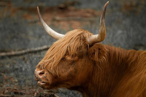 Highlander écossais