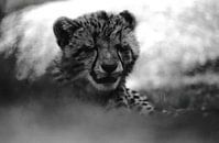 Porträt eines verschlafenen Gepardenjungen schwarz-weiß von Bobsphotography Miniaturansicht