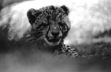 Portret van slaperige cheeta welp zwart wit van Bobsphotography