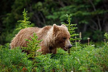 Wilde grizzlyberen in Alaska van Roland Brack
