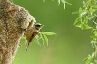 Beutelmeise (Remiz pendulinus)  von Vienna Wildlife Miniaturansicht