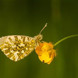 Oranjetipje op boterbloem van Tom Zeegers