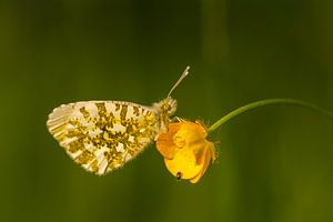 Oranjetipje op boterbloem von Tom Zeegers