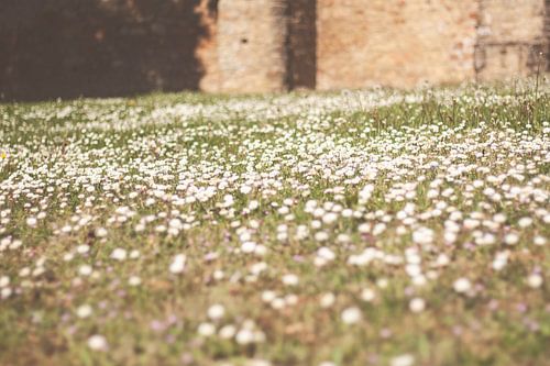 Madeliefjes in Luxemburg