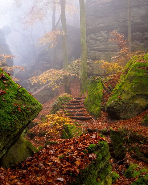 Herfstbos 2 van Thijs Friederich