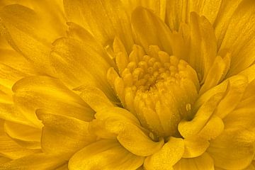 Chrysant (Chrysanthemum Morifolium) van Mark Evers