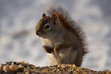 A red squirrel in spring by Claude Laprise
