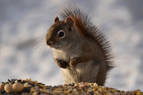 Een rode eekhoorn in de lente