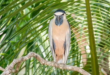 Boat-billed Heron van RobJansenphotography