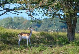 Junger Damhirsch unter einem Baum von Paula Ketz