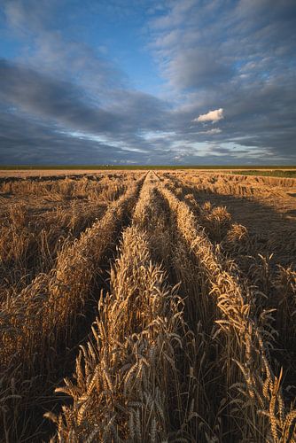 A photo of grain fields with wheat in Groningen province by Bas Meelker