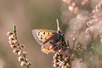 Verträumtes Bild eines kleinen Schmetterlings in der Heide von KB Design & Photography (Karen Brouwer)