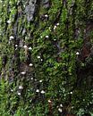 Petits champignons sur un tronc d'arbre par Johan Zwarthoed Aperçu