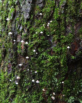 Kleine Pilze auf einem Baumstamm