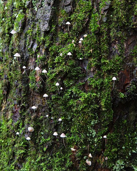 Kleine Pilze auf einem Baumstamm von Johan Zwarthoed