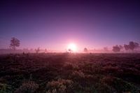 Kleurrijke zonsopkomst aan horizon van heidelandschap