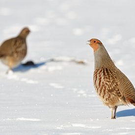 the cock is watching... Partridge *Perdix perdix*, alert in the snow by wunderbare Erde