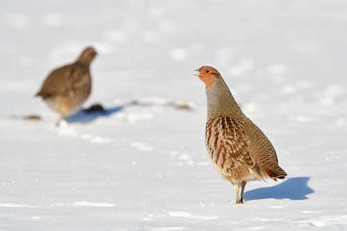 le coq veille au grain... Perdrix grise *Perdix perdix*, vigilante dans la neige sur wunderbare Erde