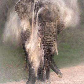 L'éléphant prend un bain de sable sur Larissa Rand