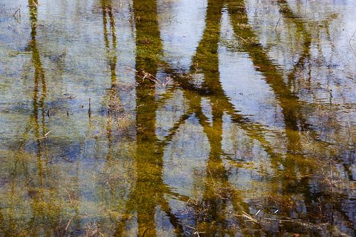 Reflets d'arbres dans l'eau calme avec des plantes aquatiques