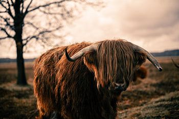 Scottish Highlander - Bull - Horns - Coat - Cow - Drenthe - Friesland - Scotland - Heather