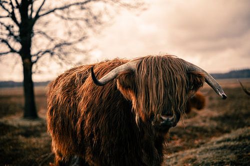 Scottish Highlander - Taureau - Cornes - Manteau - Vache - Drenthe - Frise - Écosse - Bruyère