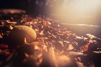 Mushroom in autumn light