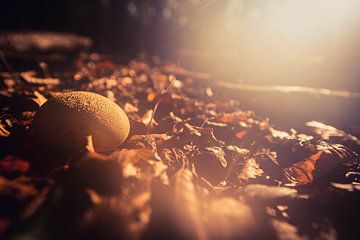 Champignon dans la lumière d'automne
