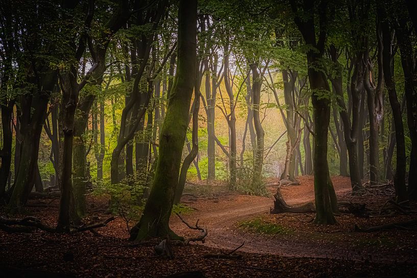 Forêt avec route par Remko Ongersma