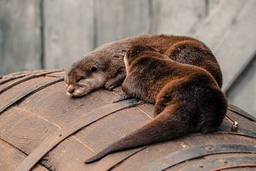 Asian grand claw otters on barrel (Landscape) by Dave Adriaanse