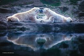 Polar Bears in Love by Mathias Mortelmans