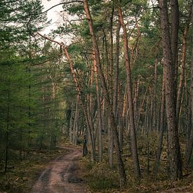 Zonnestralen door de bomen van Loes Huijnen