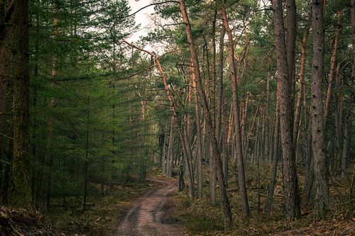 Zonnestralen door de bomen von Loes Huijnen