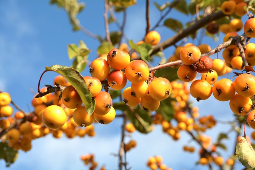 Ripe fruit from a roadside ornamental apple tree by Heiko Kueverling