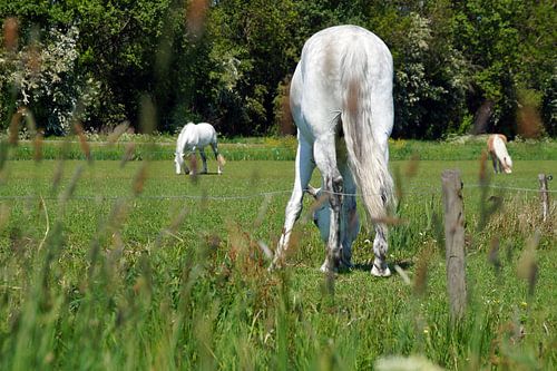 wit paard in de wei met kont in beeld