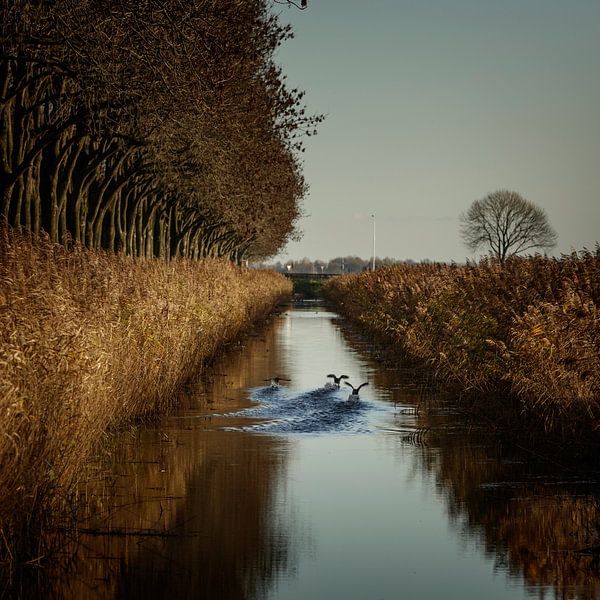 Herbstliche Stimmung in Flevoland von Rene  den Engelsman