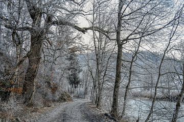 Wandelpad langs de Donau bij Fridingen - Natuurpark Opper-Donau van BlattArt - Christine Horn